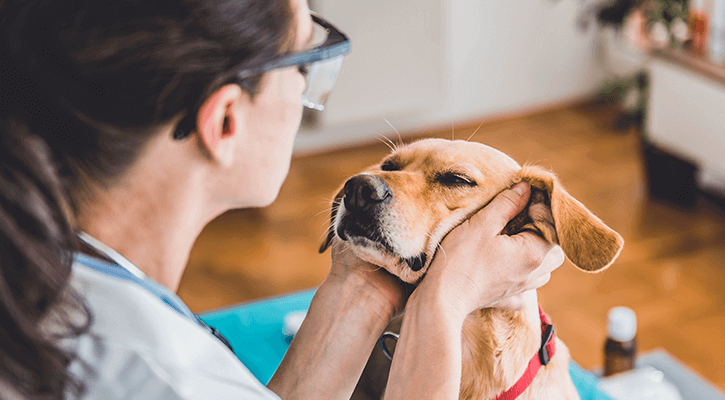 A dog receiving an annual veterinary wellness exam in Washington, D.C.