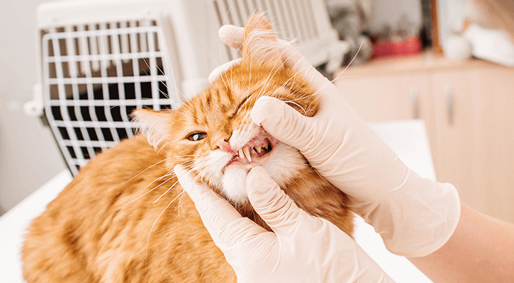 A cat with their tooth exposed for a pet dental exam and cleaning in Washington, D.C.