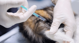 A pet receiving a vaccination in District Veterinary Hospital - Brookland in Washington, D.C.
