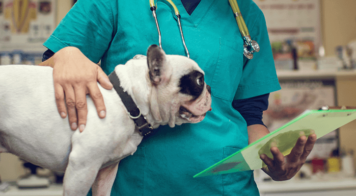 A dog being prepped for veterinary pet surgery in Washington, D.C.
