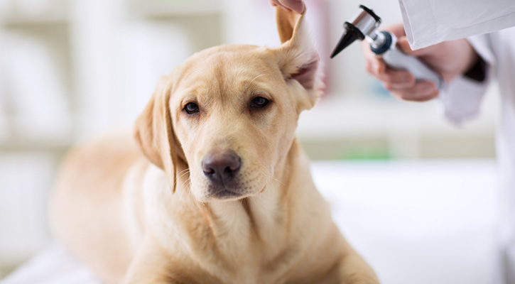 A dog with an Otoscope in its ear while receiving other veterinary services in washington, dc