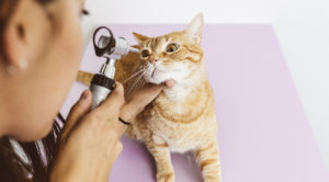 a cat having a veterinary, pet emergency in the washington, d.c. area