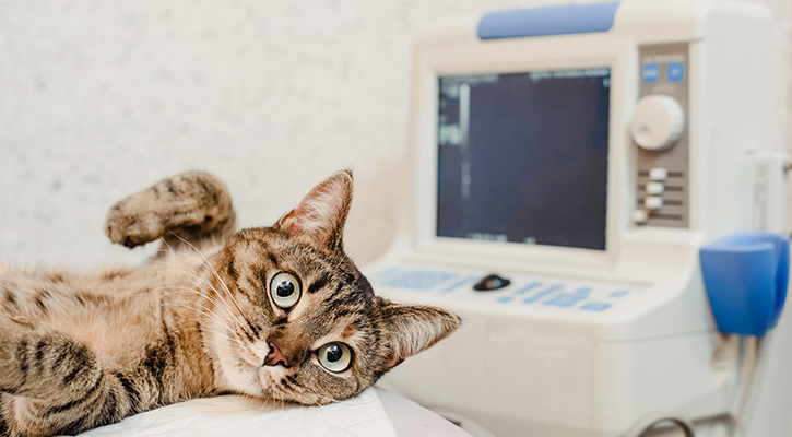 A cat in a veterinarians office ready for veterinary diagnostics services in Washington, D.C.
